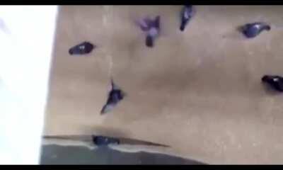 Pigeons getting sucked into grain grinder