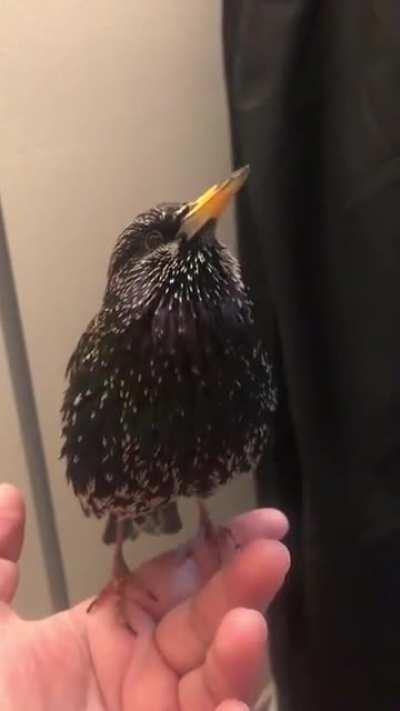 This starling is a little voice recorder and sometimes makes electronic noises