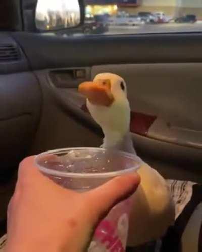 The duck is thirsty too