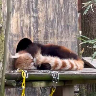 Cleaning his tail