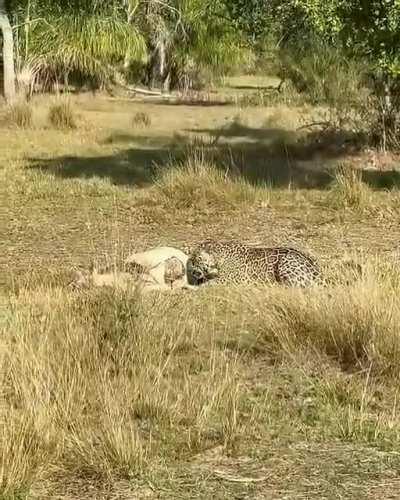 Tupã continues to spoil us with daily sightings. Here he is pulling a large cattle kill through the ground. A macropredator, the jaguar is capable of bringing down ungulate megafauna if given the chance.