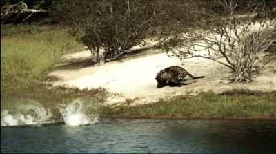 Jaguar ambushes a Giant Otter, gets more than he bargained for.