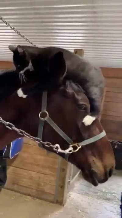 Some days you're the cat, some days you're the horse