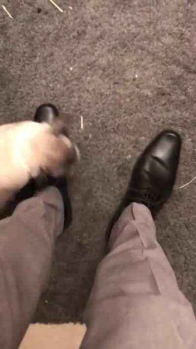 When my rabbit sees my work shoes, he knows he is getting a treat before I leave. Wait for it!