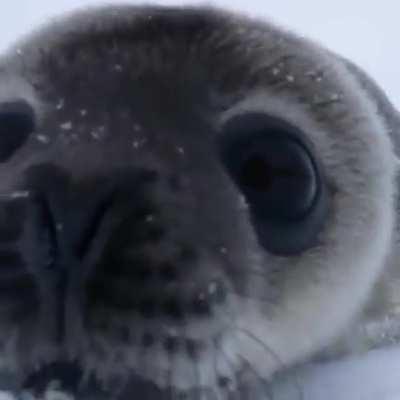 🔥 A baby seal checking out a wildlife photographer 🔥