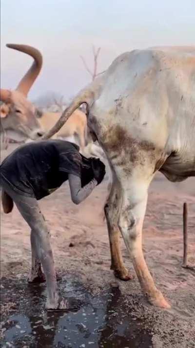 In Mundari, a tribe in Juba, the capital of South Sudan where the people live in cattle camps, cow urine is a precious resource as residents bathe, wash their faces and decorate their hair with it.