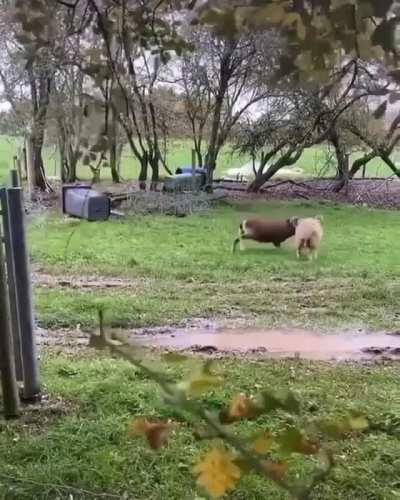 🔥 A couple of Rams going head to head.