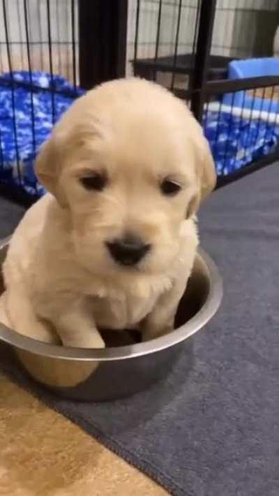 Pupper doesn't wanna leave the bowl