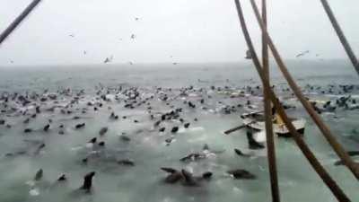 A swarm of sea lions swam into the net and started eating all the fish