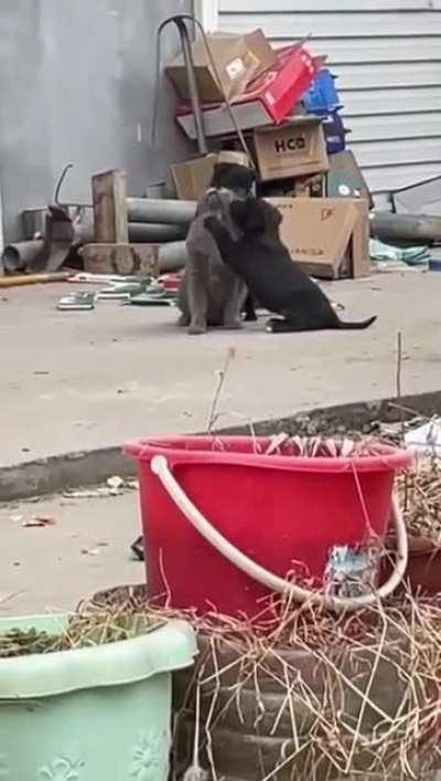 Puppies really love this cat