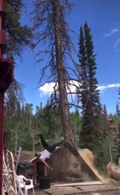 HMFT after I fell this massive tree