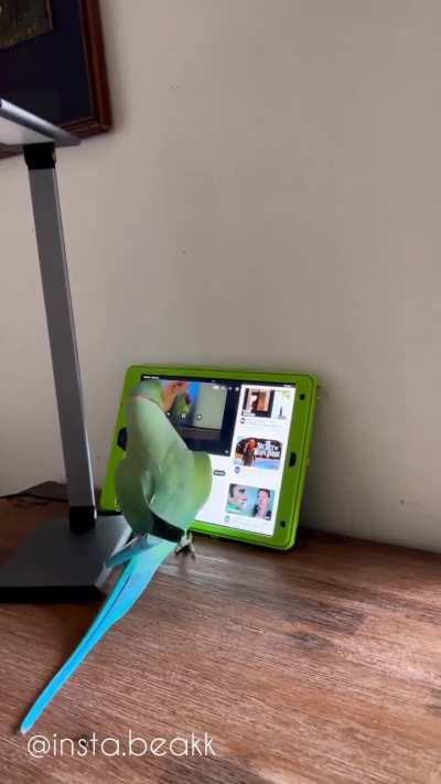 Parrot (Indian Ringneck) navigating Youtube and doesn't like it when you change the channel.