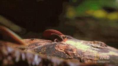 A Velvet Worm has been around for over 500 Million years since the era of Dinosaurs. It hunts by shooting a Gooey Web like substance which looks like something out of a Horror Movie