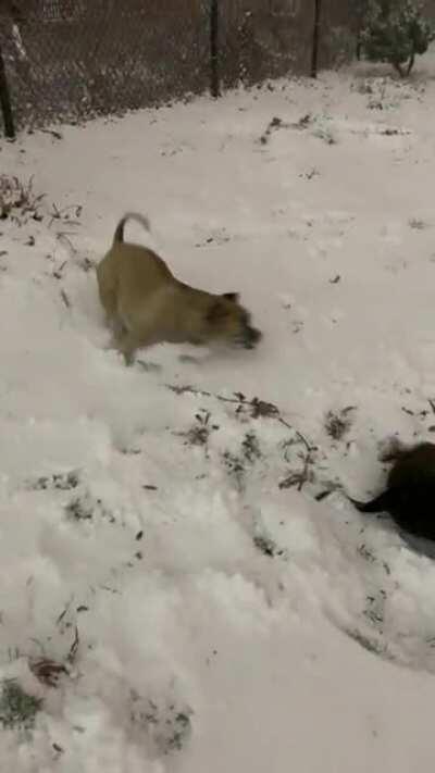 First snow swimmies of the season