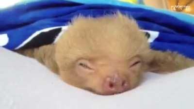 Yawning Baby Sloth