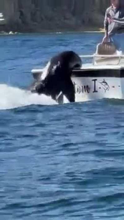 Sea Lion gets a little salami, as a treat, from a friendly fisherman in Los Cabos 🐠