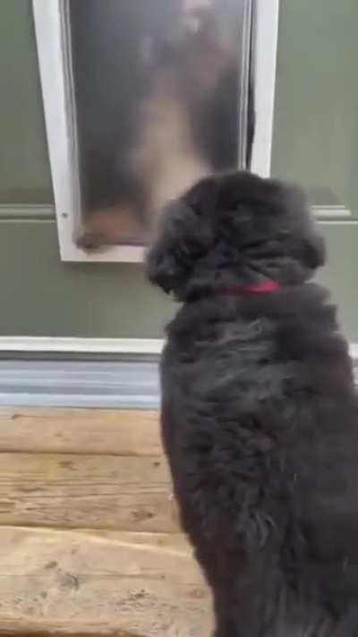 Pupper Door