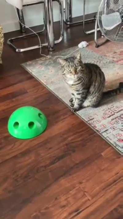 to entertain the cat