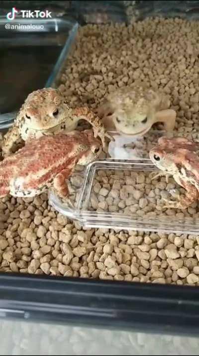 I know it an amphibian but can someone here identify these toads?