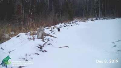 🔥 All sorts of wildlife that used a beaver dam to cross wetland