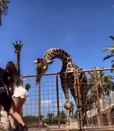 to feed a giraffe