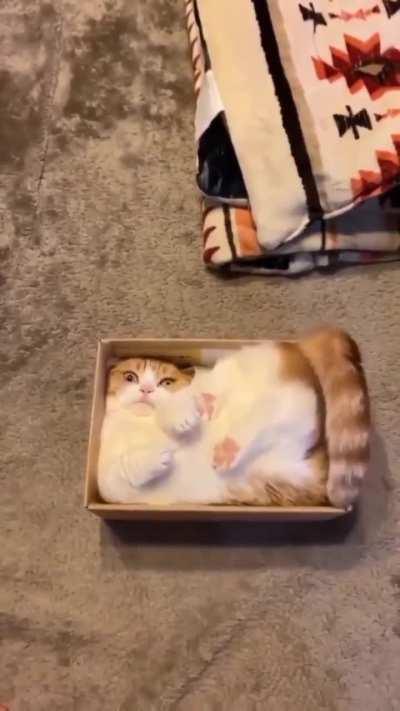 STUPID wunk won’t stop thinking inside the box!