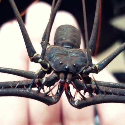 A whip spider, also known as a tailless whip scorpion - sometimes also sold and kept as pets