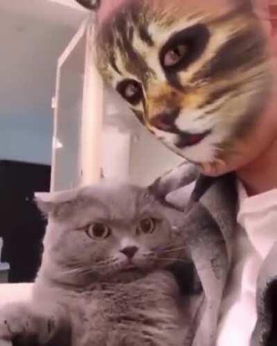 When cats meet cat filters.