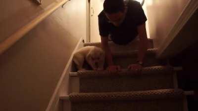 Stairs can be scary... until daddy teaches you!