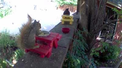 Squirrel and crowbro sharing a picnic lunch