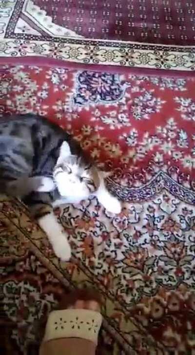 Cat won't stop playing with praying man