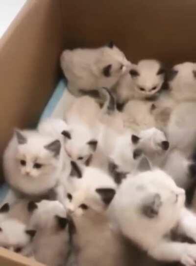 Here’s a cute box of kittens for you