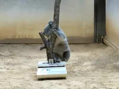 The proper way to weigh a koala