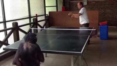 🦧Playing ping-pong with a chimp🦧