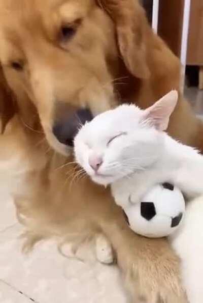 Doggo loves his little kitty.