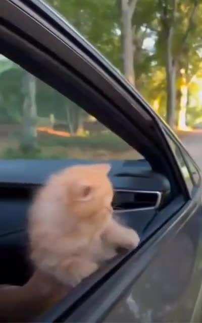 Kitten playing in the wind caused by driving