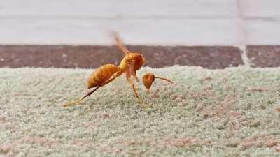 Wasp trying to reattach his head