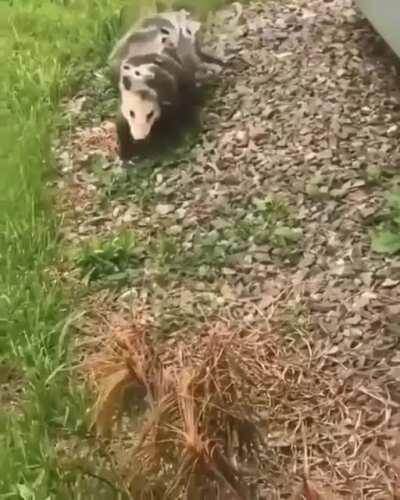 🔥 A momma possum walking along with her babies 🔥