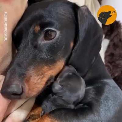 Dachshund Mom cuddles with her newborn