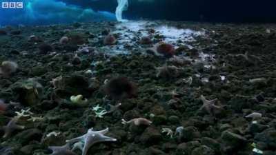 Time lapse of Antarctica's underwater bizzare ice formation