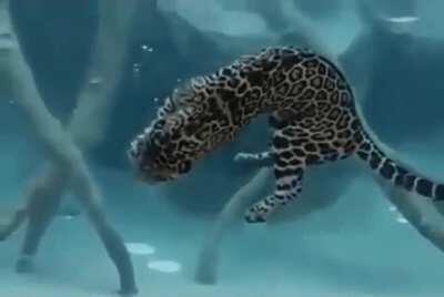 Jaguar proving some cats like to swim, and are pretty great at it (retrieving snacks from pool bottom).