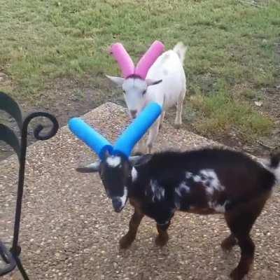 Goat safety is no joke