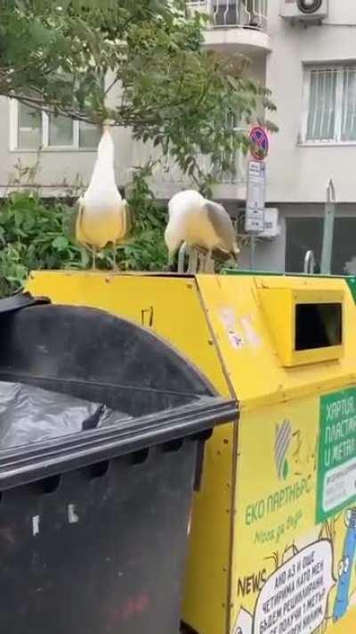 These seagulls sound like Statler & Waldorf from the Muppet Show.