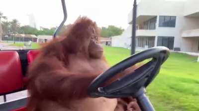 Orangutan Drives Golf Cart To Poolside