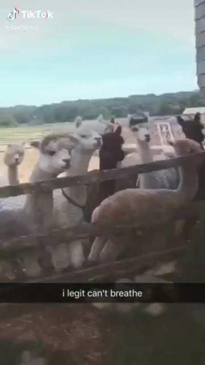 Traumatized alpacas