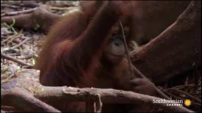 OrangutanJungleSchool