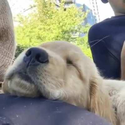 Sweet dog falling asleep