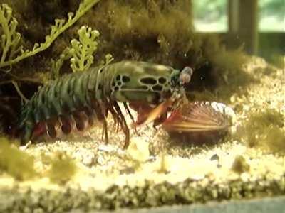 Mantis shrimp breaks a clam by punching it. The velocity of its punch is the biggest among all animals