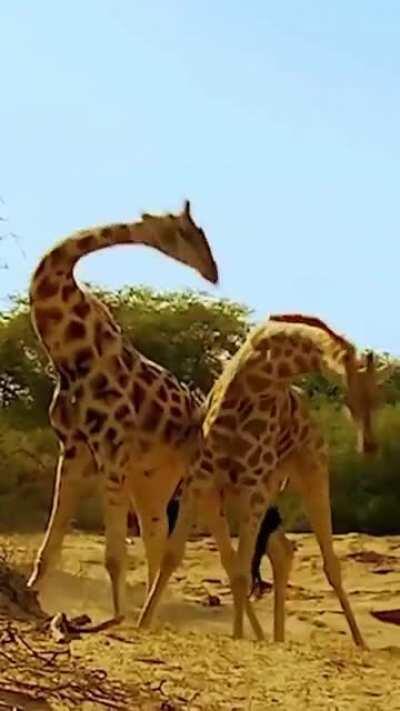 🔥 Giraffe Fight