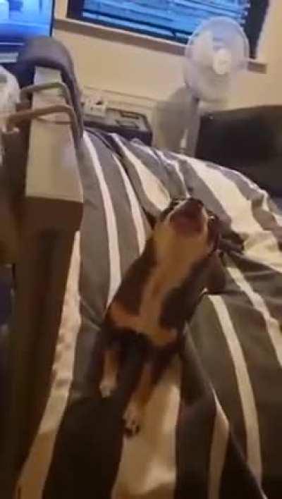 Singing Chihuahua